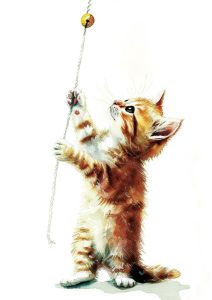 Cute Kitten