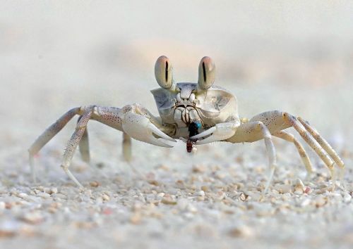 Horned ghost crab