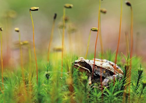 Wood frog