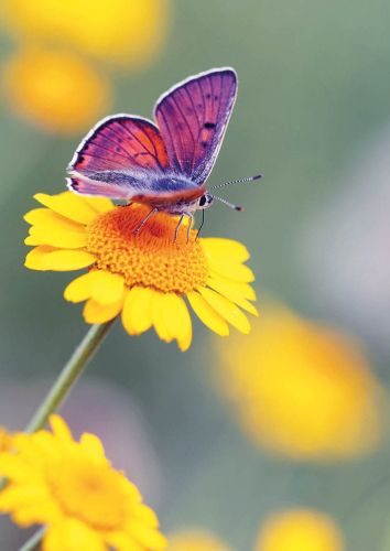 Purple-shot Copper