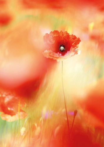 Poppies