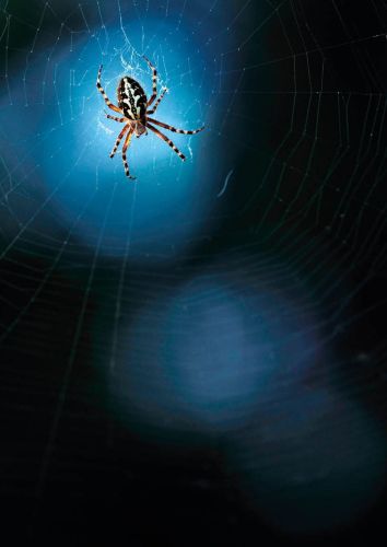 Spider by night