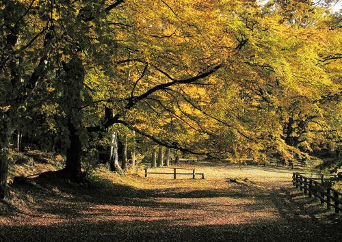 Autumn Park