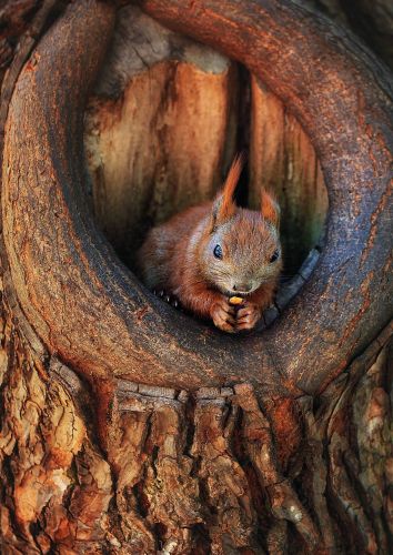 Squirrel