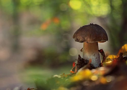 Cep (Boletus edulis)