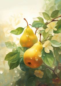 Pears