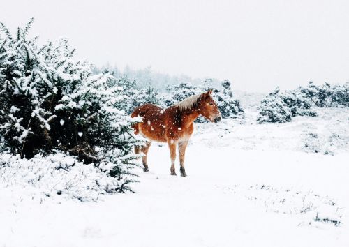 Horse in the Falling Snow