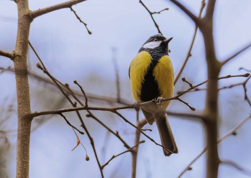 Great Tit