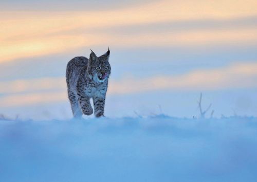 Lynx