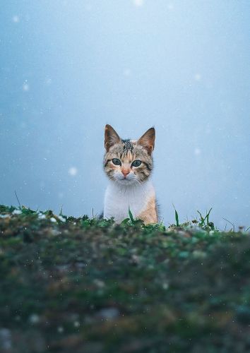 Snowy Cat