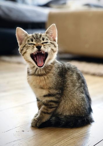 Yawning