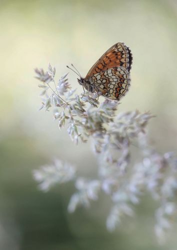Heath fritillary