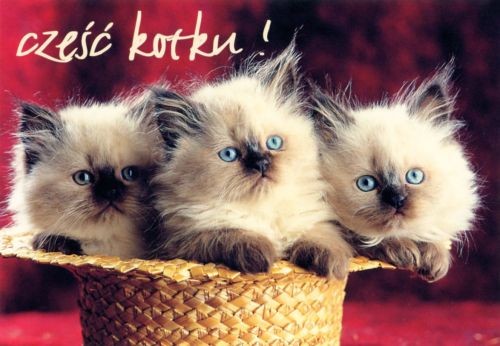 Hello kitty!