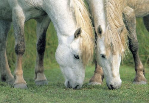 Horses