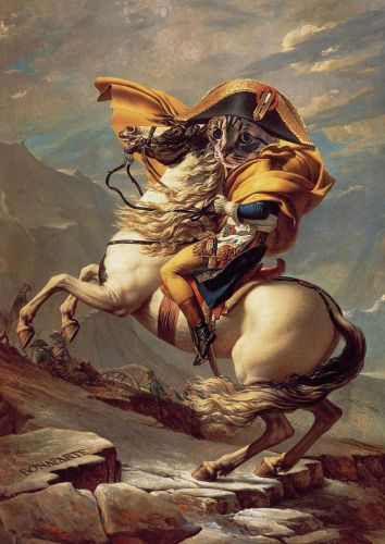 Napoleon The Cat