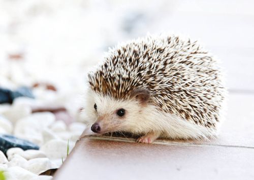 Hedgehog