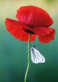 Aporia crataegi on flowering poppy