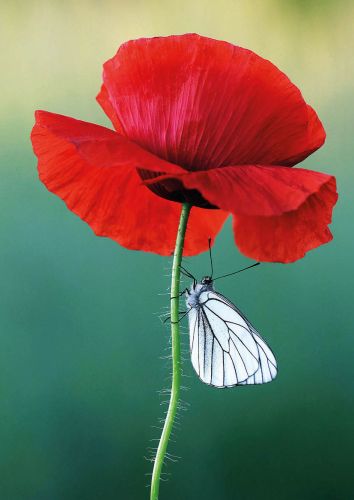 Aporia crataegi on flowering poppy