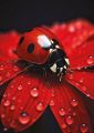 Ladybug