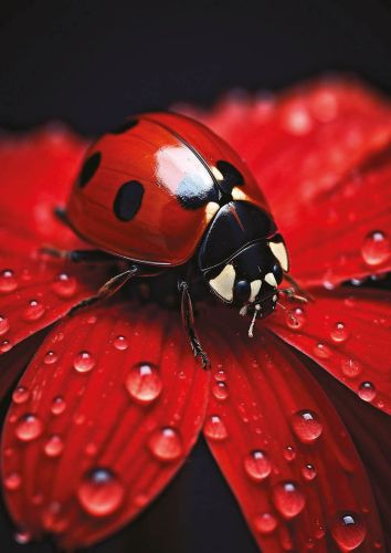 Ladybug