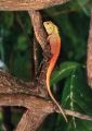 Oriental garden lizard