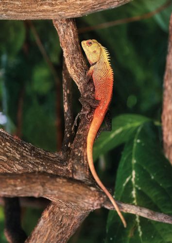 Oriental garden lizard
