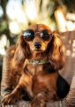 Summer Dog
