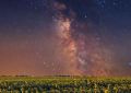 The Milky way Over a Field of Sunflowers