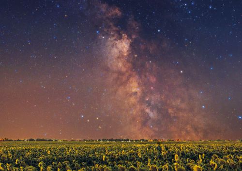 The Milky way Over a Field of Sunflowers