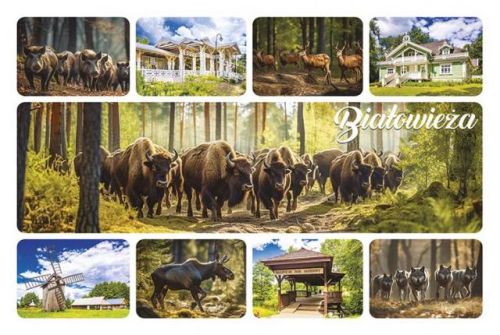 Magnet: Białowieża