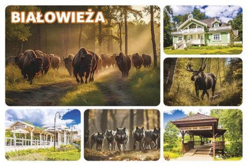 Magnet: Białowieża