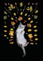 Cat and the Leaves