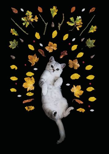 Cat and the Leaves