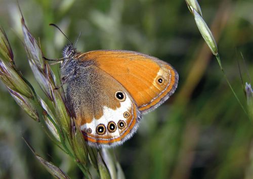 Pearly Heath