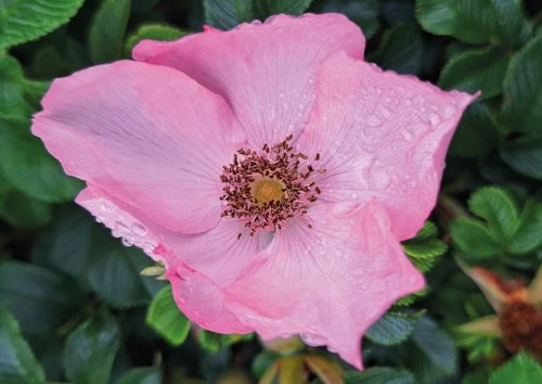 Rose Dagmar Hastrup
