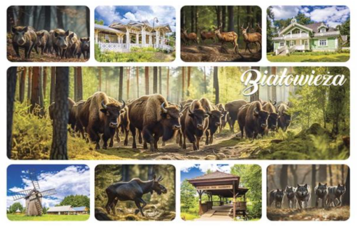 Białowieża