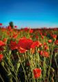 Poppies