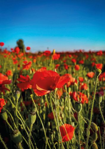 Poppies
