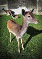 Fallow Deer