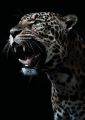 Wild Cat