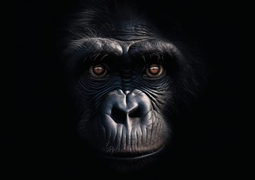 Monkey