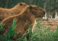 Capybara