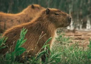 Capybara