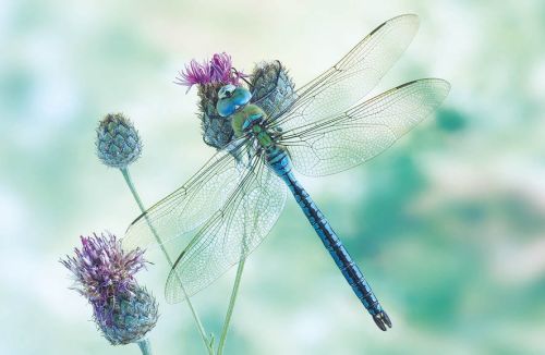 Anax Imperator (male) Blue Emperor