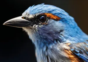 Azure Bird