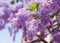 Lilac Dreams