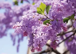 Lilac Dreams