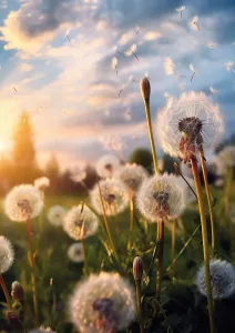 Where Wishes Fly