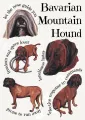 Dog Breeds - Bavarian Mountain Hound