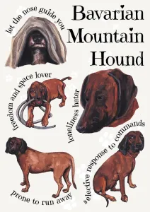 Dog Breeds - Bavarian Mountain Hound